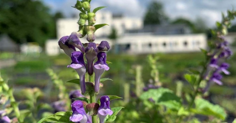 Magas csukóka - Scutellaria altissima, Scutellaria altissima, etnobotanika